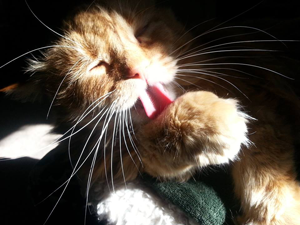 Hercules the cat, head of the complaint department